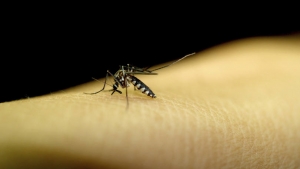 Virus Zika